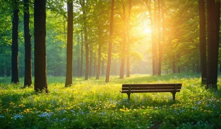 A wooden bench sits in a sunlit forest clearing surrounded by tall trees, wildflowers, and green grass, with sunlight streaming through the foliage.